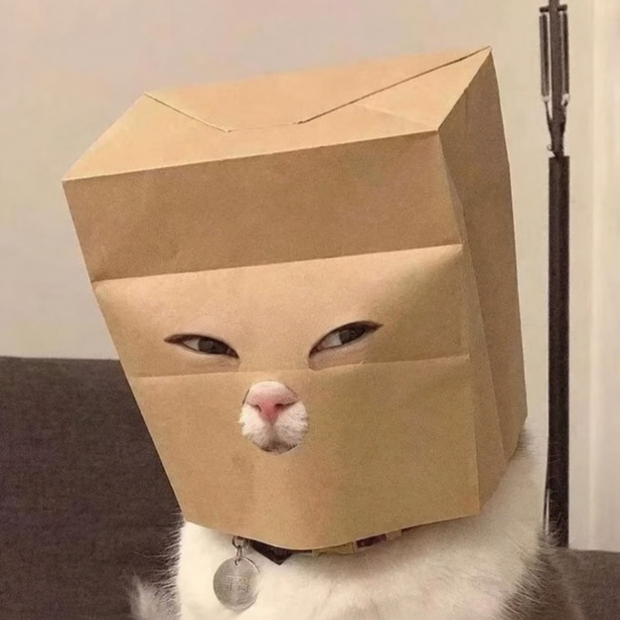 The original white cat wearing a folded kraft-paper mask